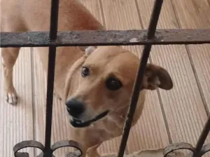 Cachorro raça SRD-ViraLata idade 6 ou mais anos nome Xulipa