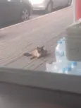 Gatinho de Rua em Itaguaí