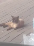 Gatinho de Rua em Itaguaí