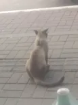 Gatinho de Rua em Itaguaí 