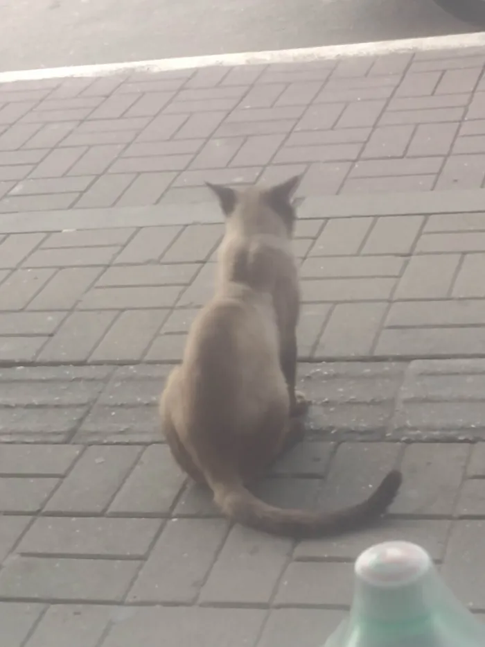 Gato ra a Siamês idade 1 ano nome Gatinho de Rua em Itaguaí 