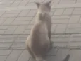 Gatinho de Rua em Itaguaí 