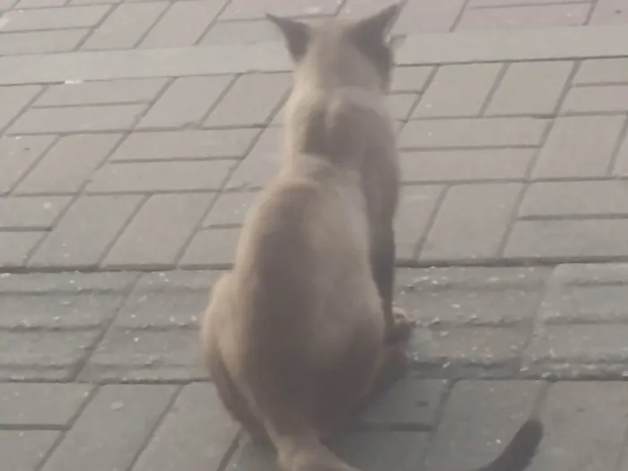 Gato ra a Siamês idade 1 ano nome Gatinho de Rua em Itaguaí 