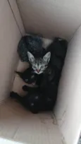gatas