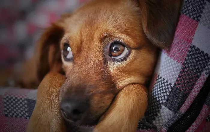 Cachorro ra a SRD-ViraLata idade 2 a 6 meses nome Thor