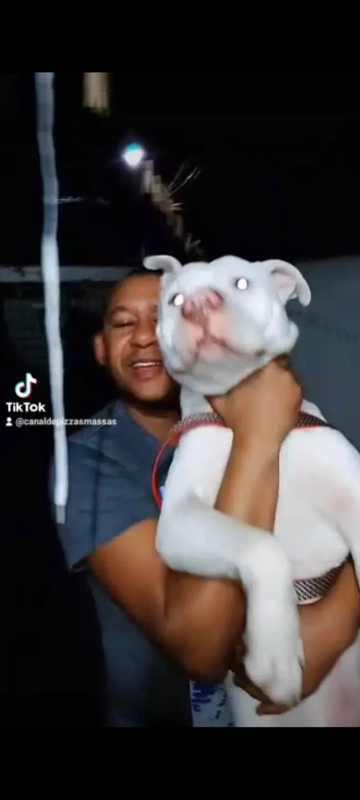 Cachorro ra a Pit-Bull idade 3 anos nome Thor