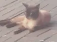 Gatinho de Rua em Itaguaí