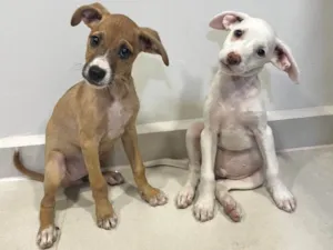 Cachorro raça SRD-ViraLata idade 2 a 6 meses nome Caetano e Maria Betânia 