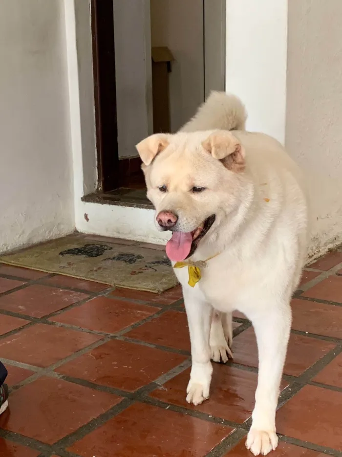 Cachorro ra a Chow Chow idade 6 ou mais anos nome Ashley 