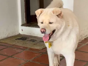 Cachorro raça Chow Chow idade 6 ou mais anos nome Ashley 