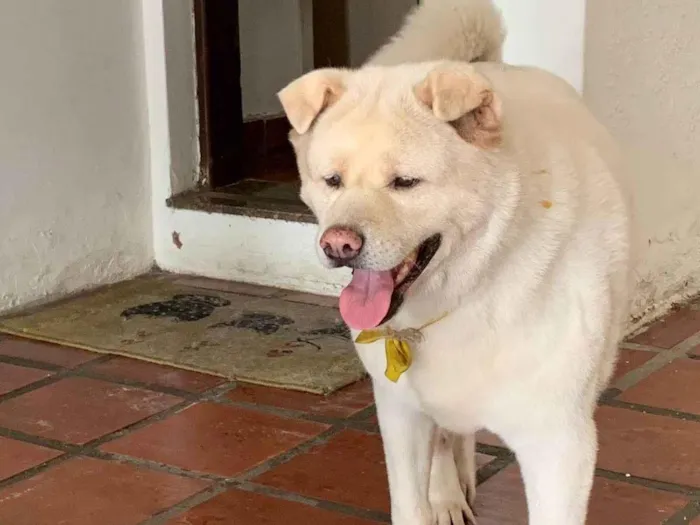 Cachorro ra a Chow Chow idade 6 ou mais anos nome Ashley 