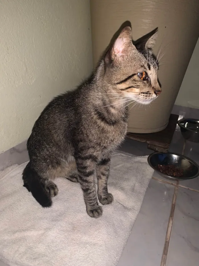 Gato ra a SRD-ViraLata idade 1 ano nome Romeu