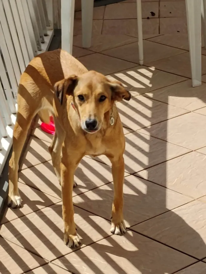 Cachorro ra a SRD-ViraLata idade 2 anos nome Sandy 