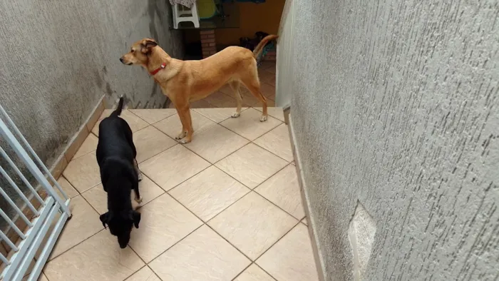 Cachorro ra a SRD-ViraLata idade 2 anos nome Sandy 