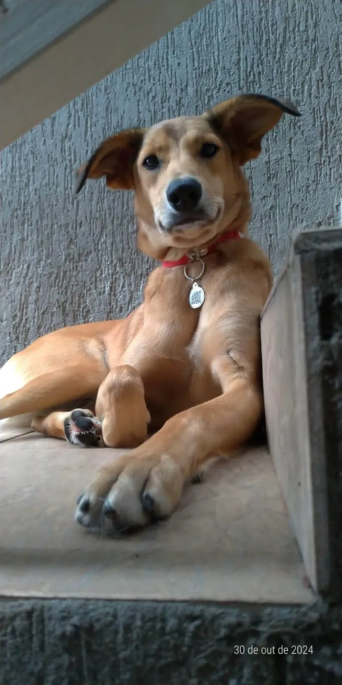 Cachorro ra a SRD-ViraLata idade 2 anos nome Sandy 