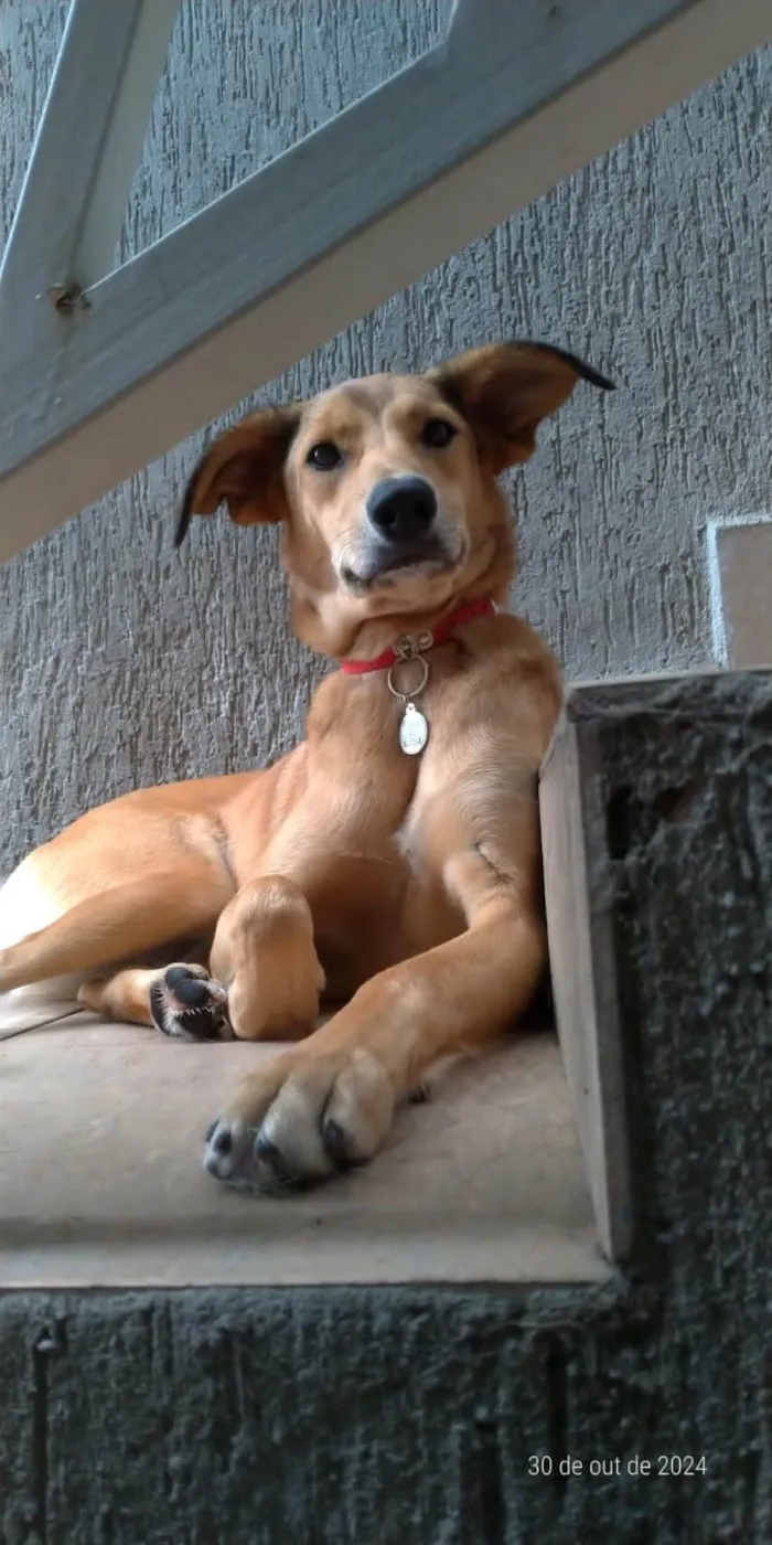 Cachorro ra a SRD-ViraLata idade 2 anos nome Sandy 