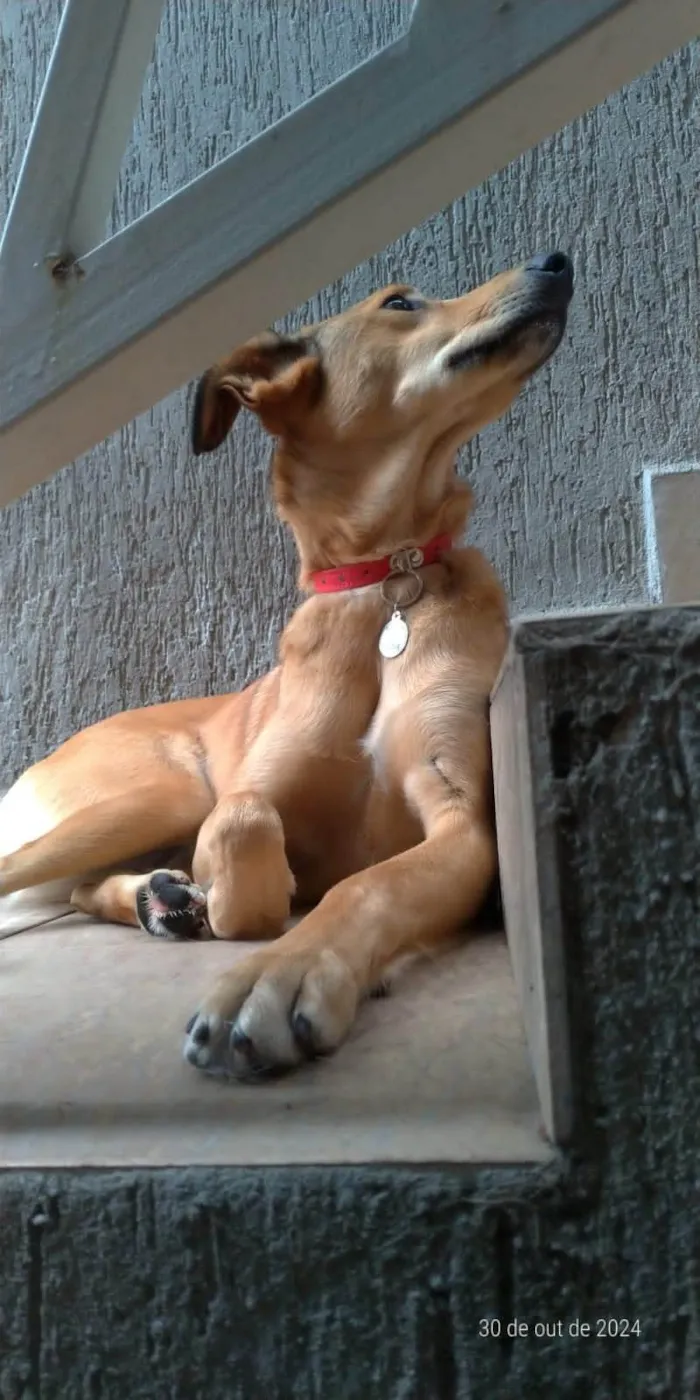 Cachorro ra a SRD-ViraLata idade 2 anos nome Sandy 