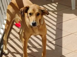 Cachorro raça SRD-ViraLata idade 2 anos nome Sandy 