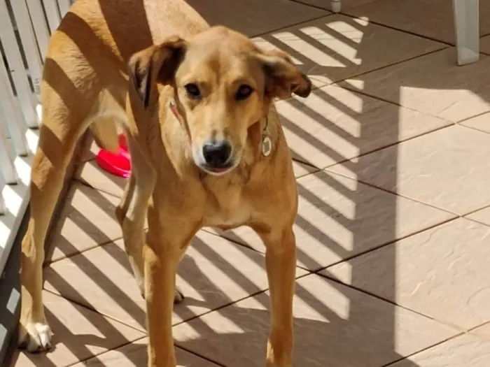 Cachorro ra a SRD-ViraLata idade 2 anos nome Sandy 