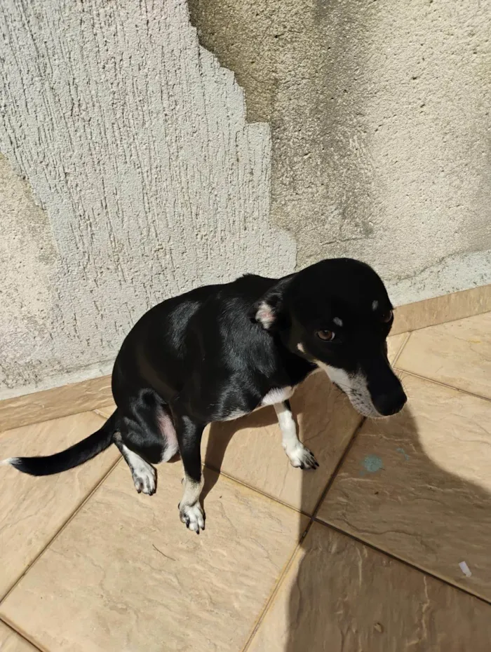 Cachorro ra a SRD-ViraLata idade 2 anos nome Estrelinha 