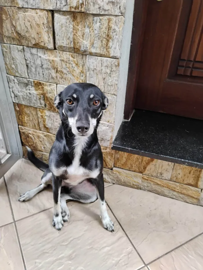 Cachorro ra a SRD-ViraLata idade 2 anos nome Estrelinha 