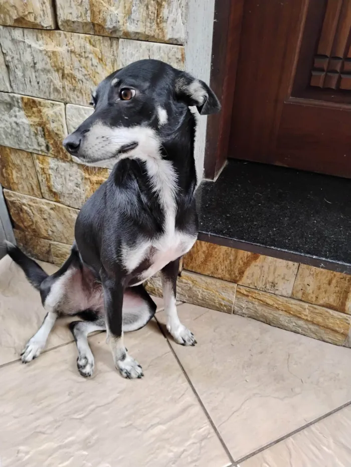 Cachorro ra a SRD-ViraLata idade 2 anos nome Estrelinha 