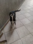 Estrelinha