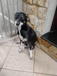 Estrelinha