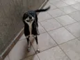Estrelinha
