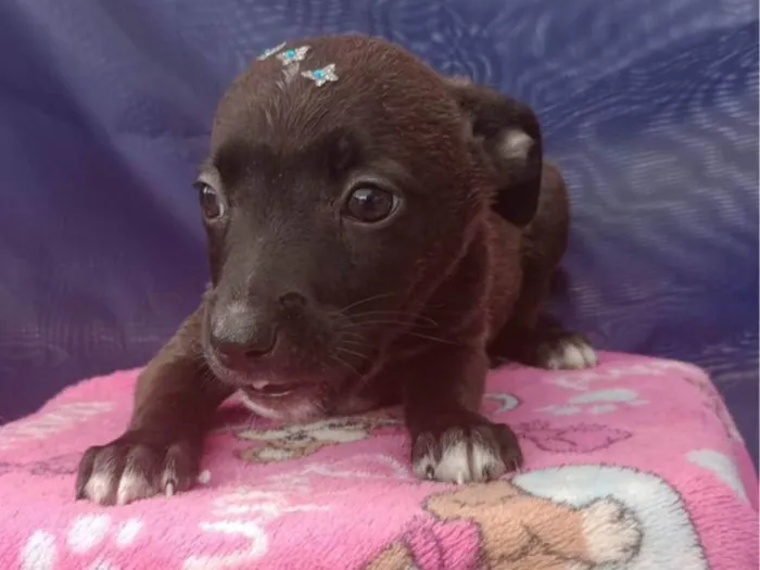 Cachorro ra a SRD-ViraLata idade Abaixo de 2 meses nome SRD