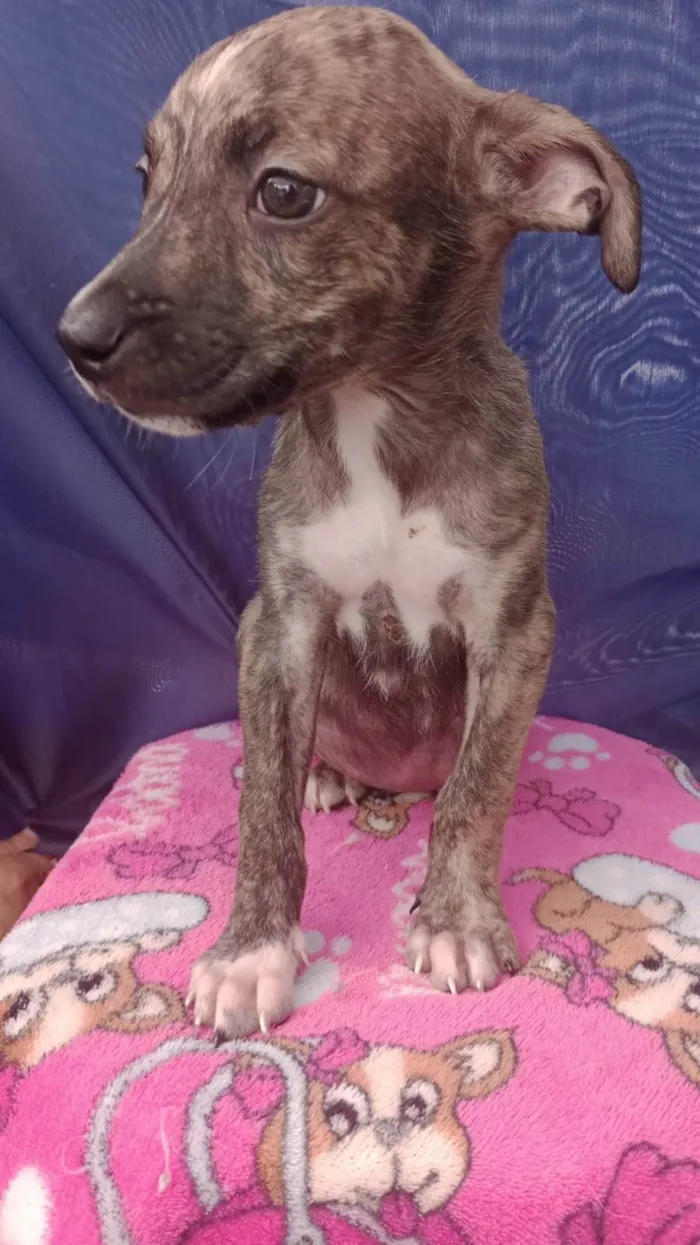 Cachorro ra a SRD-ViraLata idade Abaixo de 2 meses nome SRD