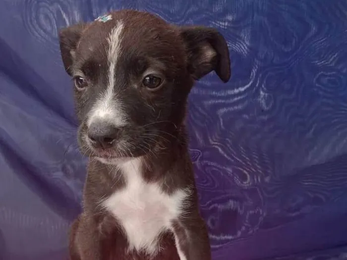 Cachorro ra a SRD-ViraLata idade Abaixo de 2 meses nome Vira lata 