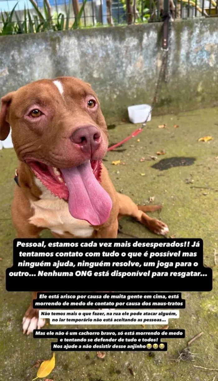 Cachorro ra a Pit-Bull idade 2 anos nome Pitbull 