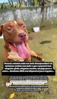 Pitbull