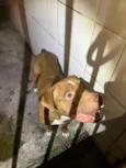 Pitbull