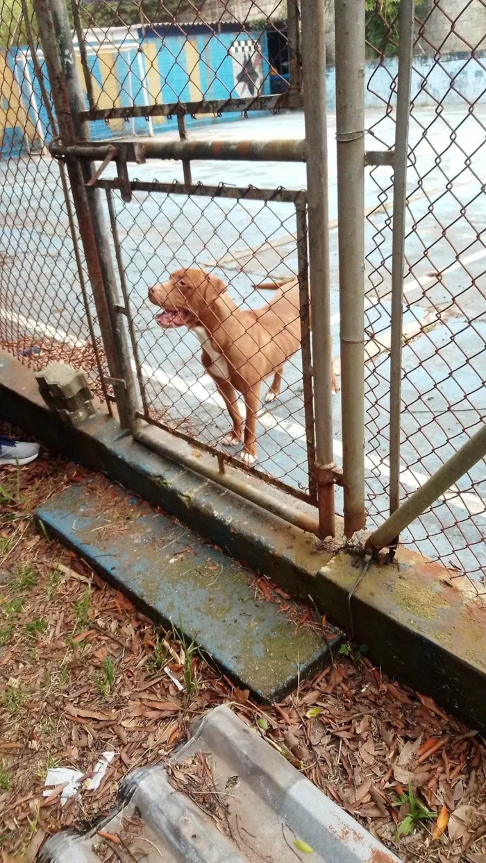 Cachorro ra a Pit-Bull idade 2 anos nome Pitbull 