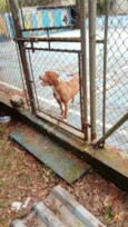 Pitbull