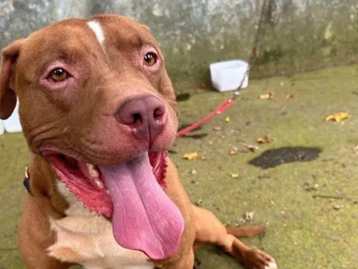 Cachorro ra a Pit-Bull idade 2 anos nome Pitbull 