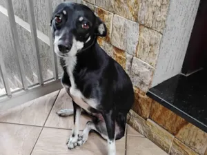 Cachorro raça SRD-ViraLata idade 2 anos nome Estrelinha 