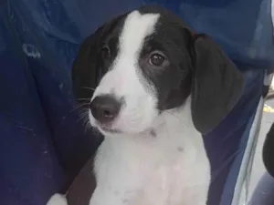 Cachorro raça SRD-ViraLata idade 2 a 6 meses nome SRD