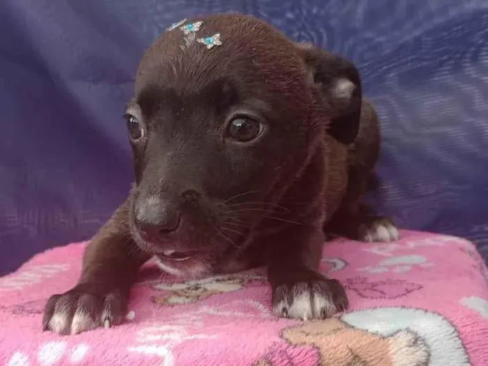 Cachorro ra a SRD-ViraLata idade Abaixo de 2 meses nome SRD