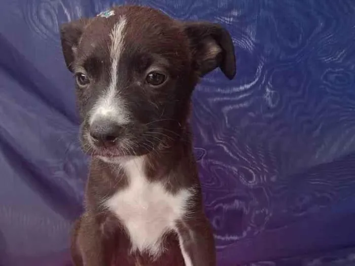 Cachorro ra a SRD-ViraLata idade Abaixo de 2 meses nome Vira lata 