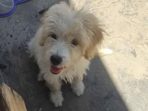 Cachorro raça Poodle idade 2 a 6 meses nome Simba