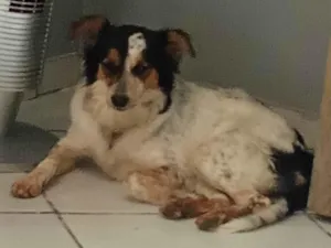 Cachorro raça SRD-ViraLata idade 7 a 11 meses nome Pretinha