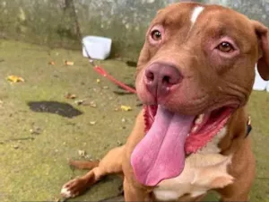 Cachorro raça Pit-Bull idade 2 anos nome Pitbull 