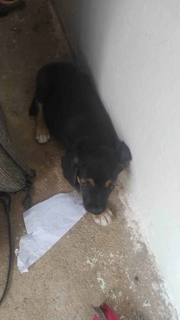 Cachorro ra a SRD-ViraLata idade Abaixo de 2 meses nome CARLA PATRICIA DA CUNHA LACERDA