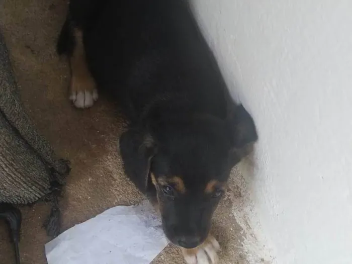 Cachorro ra a SRD-ViraLata idade Abaixo de 2 meses nome CARLA PATRICIA DA CUNHA LACERDA