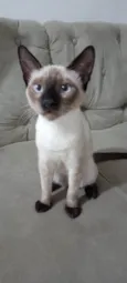 Pipo