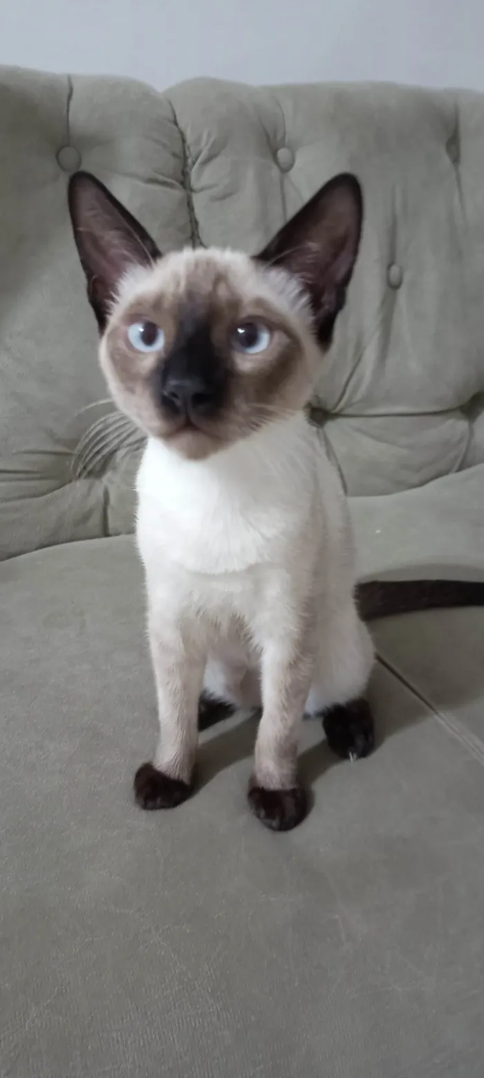 Gato ra a Siamês idade 2 a 6 meses nome Pipo