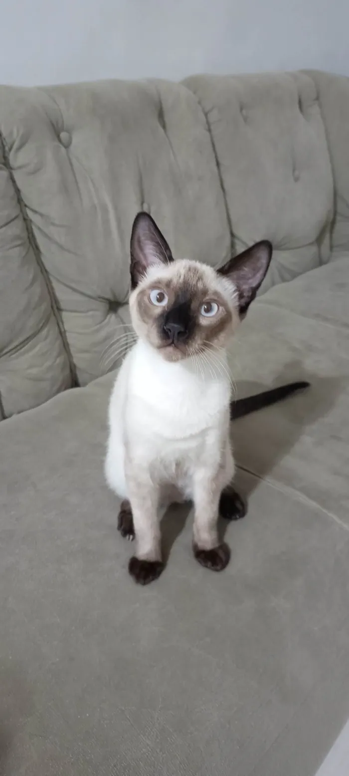 Gato ra a Siamês idade 2 a 6 meses nome Pipo